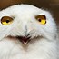 Image result for Funny Birds