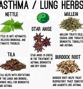 Image result for Natural Herbs for Asthma
