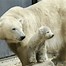 Image result for Baby Polar Bear Facts