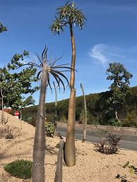 Image result for Madagascar Palm Tree