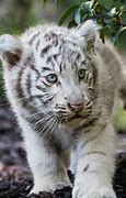 Image result for White Bengal Tiger Cub Wallpaper