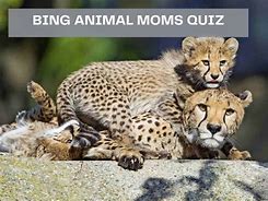 Image result for Bing Animals Quiz