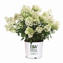 Image result for 2 Gallon - Bobo® Hydrangea Shrub/Bush - Masses Of Huge White Flowers On A Pint-Sized Hydrangea, Outdoor Plant