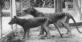 Image result for Tasmanian Tiger vs Dingo