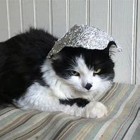 Image result for Cat with Tin Foil On Head