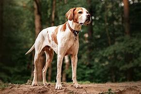 Image result for English Pointer