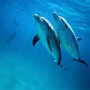 Image result for Dolphins chattering