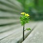 Image result for 1920X1080 Plant Wallpaper