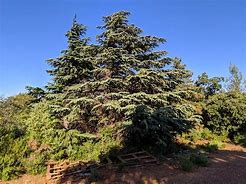 Image result for Cedar Tree Species