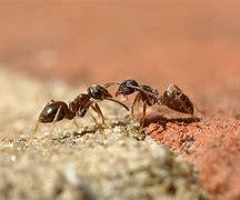 Image result for Black Garden Ant