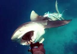 Image result for Bull Shark Attacks
