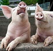 Image result for Funny Farm Animals Pig