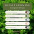 Image result for 8-12 Inches - Thuja Green Giant Arborvitae - The Fastest Growing Privacy Evergreen Tree