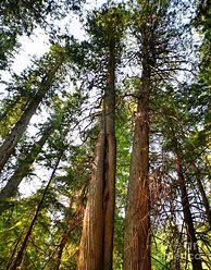 Image result for Large Cedar Trees