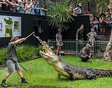 Image result for Australia Zoo Crocodile Show