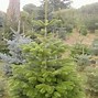 Image result for lowe's christmas trees