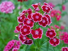 Image result for Dianthus Care