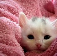 Image result for Cute Kittens