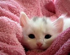 Image result for Pretty Pics of Cats Saying Things