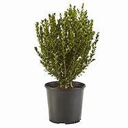 Image result for 1 Gallon - Wintergreen Boxwood Shrub/Bush - Resists Boxwood Blight- Extremely Disease Resistant, Outdoor Plant