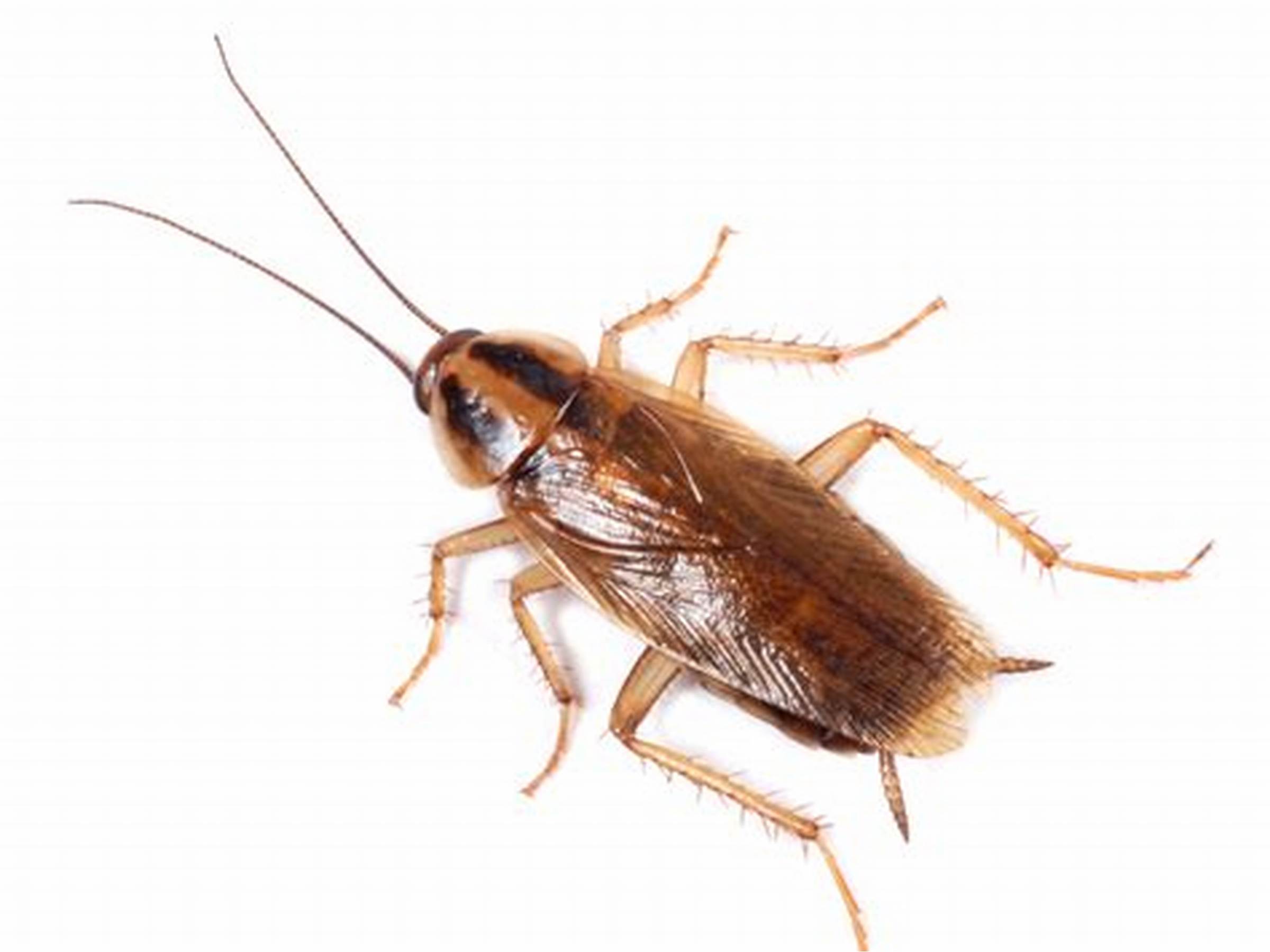 Warning: Cockroaches Seeking Warmth - UF/IFAS Pest Alert