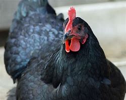 Image result for Black Hen