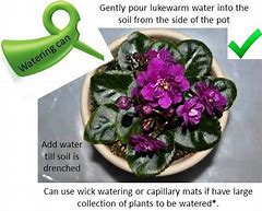 Image result for African Violet Watering