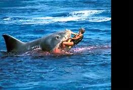 Image result for World Biggest Shark Attack