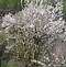 Image result for Nanking Bush Cherry Tree - 12-18" Bareroot Plants