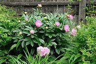 Image result for Essex Plant Supports Peony