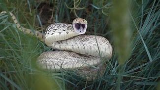 Image result for Snake Striking