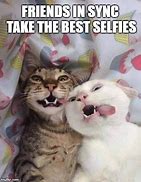 Image result for Funny Cat Friend Memes