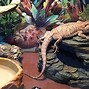 Image result for Bearded Dragon Tank Accessories