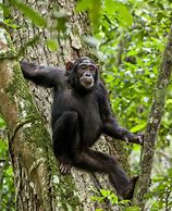 Image result for Monkey Chimpanzee