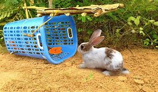 Image result for How to Build a Rabbit Trap