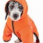 Image result for Puppy in Hoodie