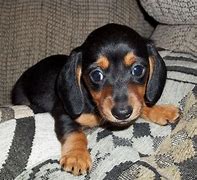 Image result for Dachshund Puppies for Sale Near Me