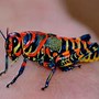 Image result for Amazing Insects