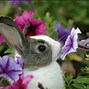Image result for Bunny Wallpaper for Kindle