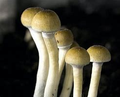 Image result for What Is Magic Mushrooms