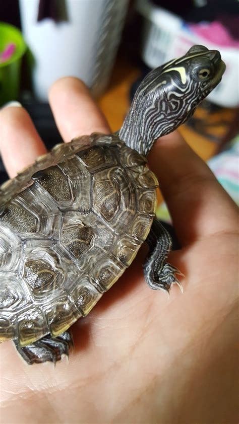 Mississippi Map turtle for sale baby map turtles for sale online where  