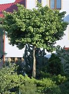 Image result for Ginkgo Trees - 5 Container