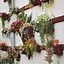 Image result for Plant Wall Decor