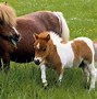 Image result for Unique Horse Markings