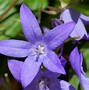 Image result for Perennial Vine Flowers That Bloom All Summer