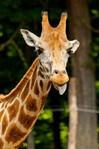 Image result for Giraffe Tongue Out