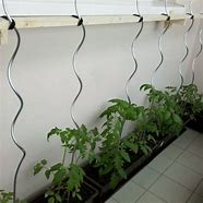 Image result for Spiral Colorful Tomato Stakes