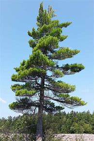 Image result for Pine Tree