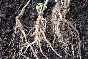 Image result for Ashwagandha Root Harvesting