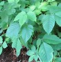 Image result for Poison Ivy Oak Sumac Plants